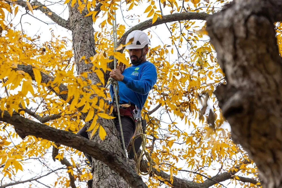 Skilled Tree Planting crew working in Oberlin