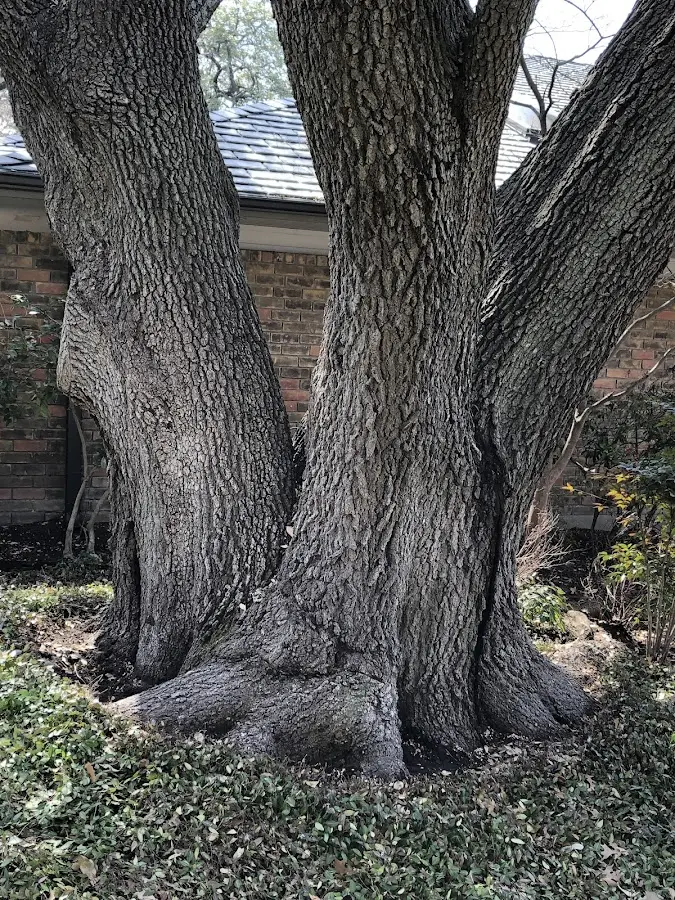 Mature heritage tree close to a Oberlin property cared for by certified arborists